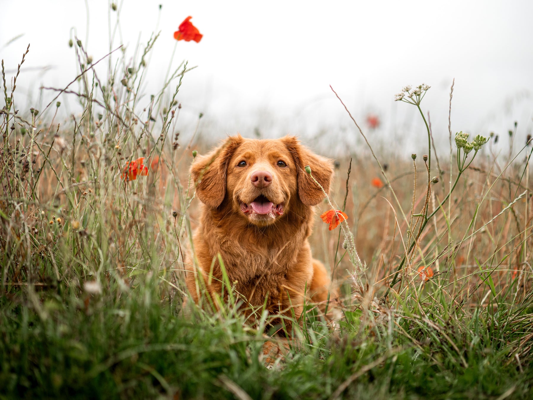 Efektyvios priemonės nuo erkių šunims: kaip apsaugoti savo augintinį?