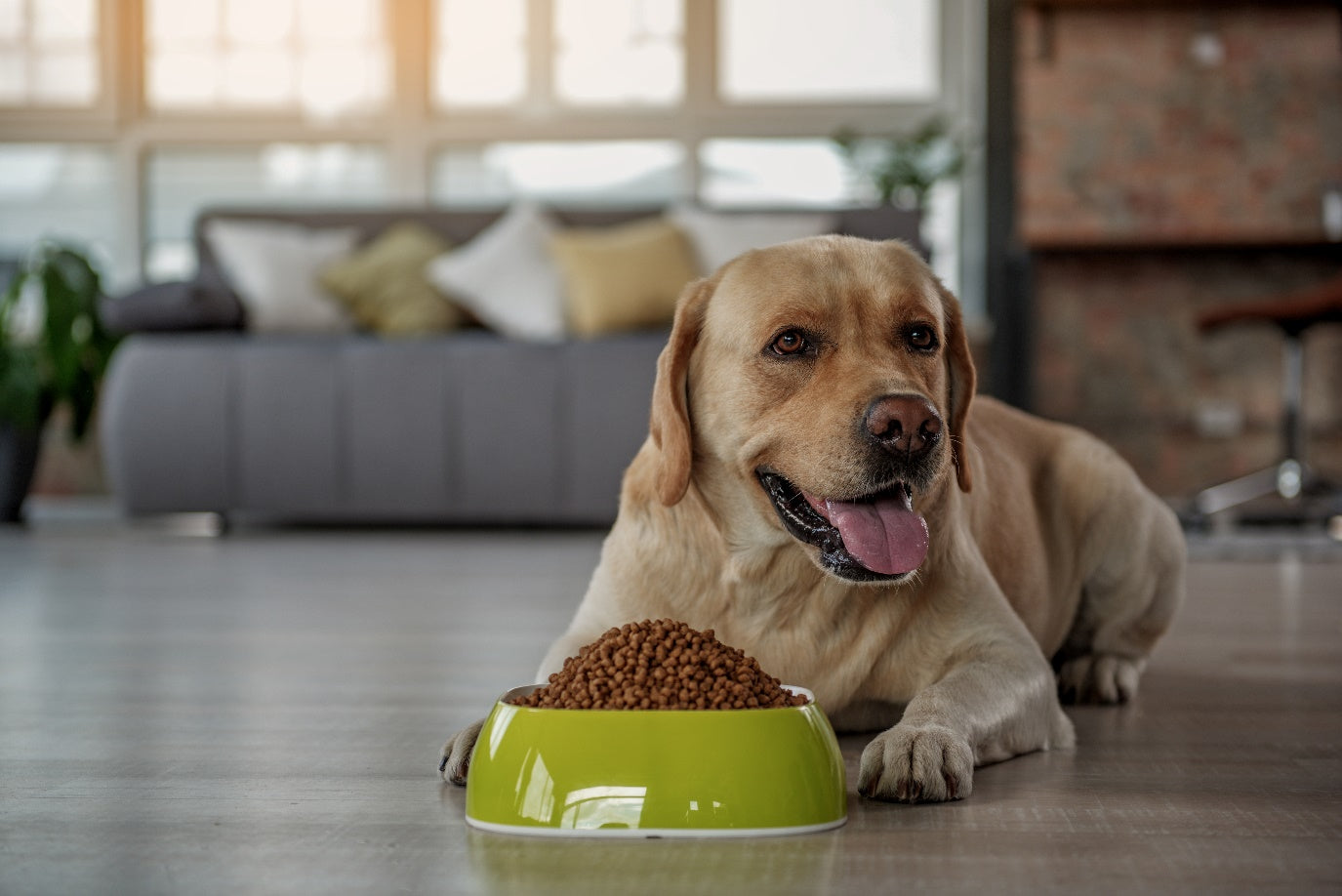 Maistas šunims: kaip pasirinkti tinkamą?