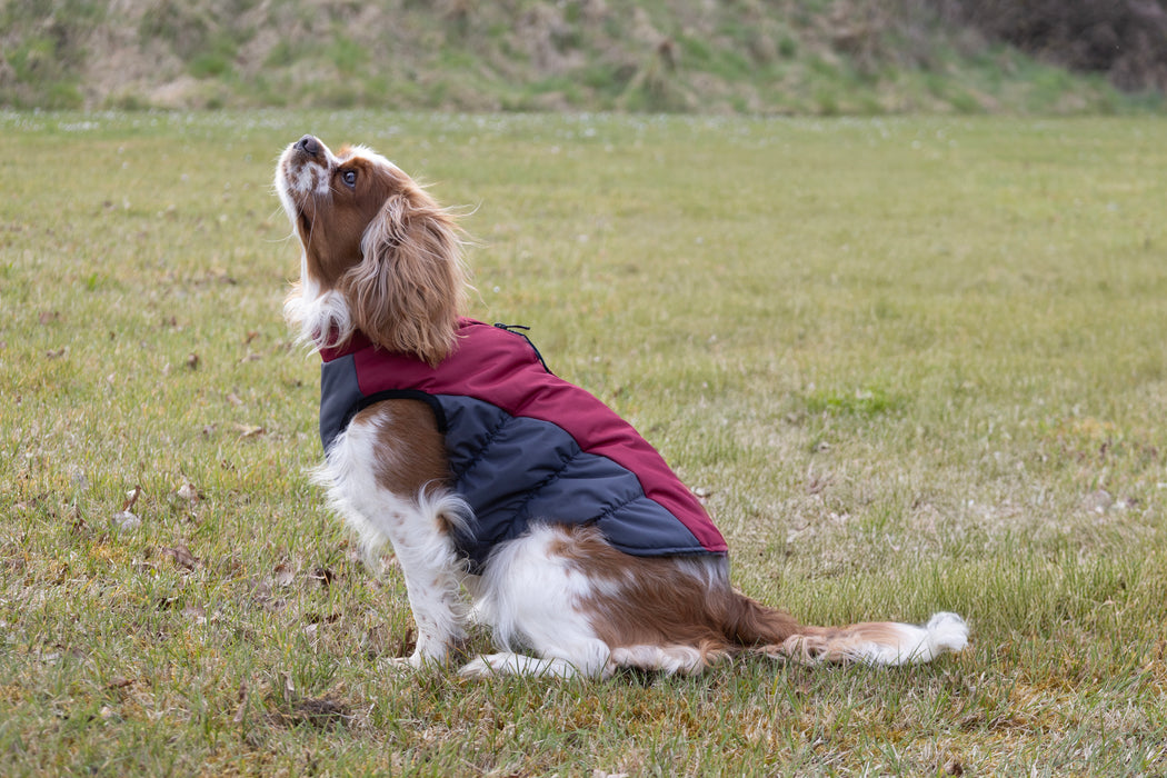 Liemenė LIMA, su užtrauktuku