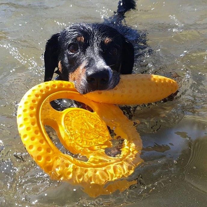 Žaislas šunims KIWI TPR FRISBEE Maxi, 22 cm