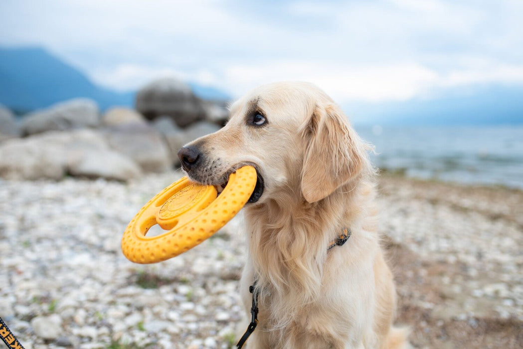 Žaislas šunims KIWI TPR FRISBEE Maxi, 22 cm